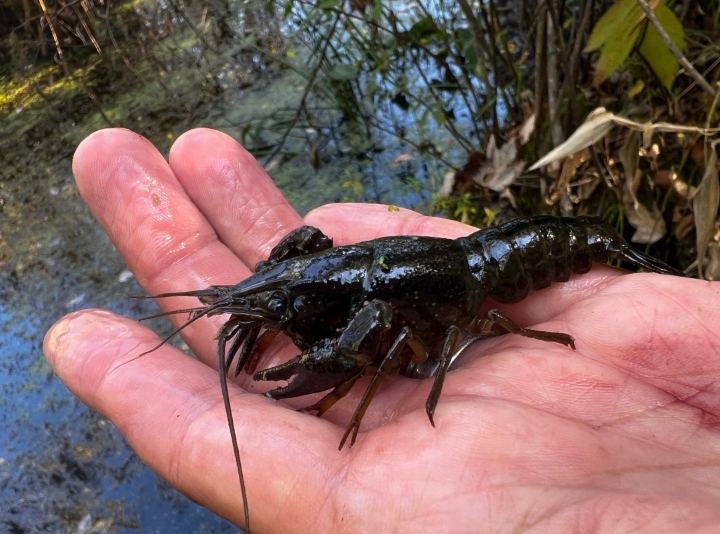 Crayfish